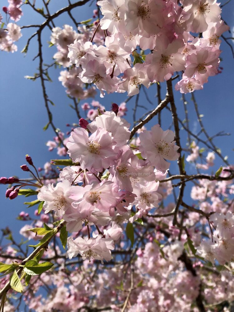 香川県 オススメお花見スポット ゆるーくスパイス生活 香川県 オススメお花見スポット ゆるーくスパイス生活