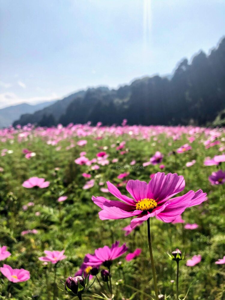 天川棚田