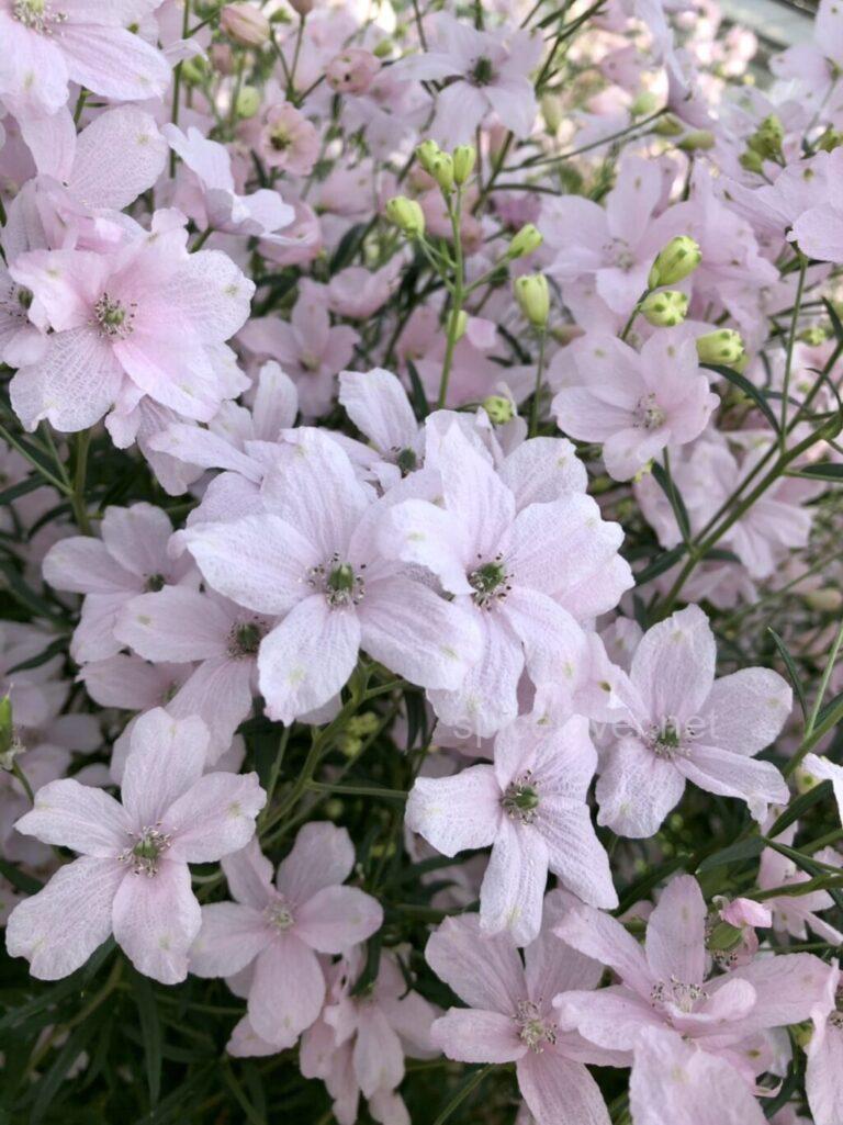花き研究指導室
