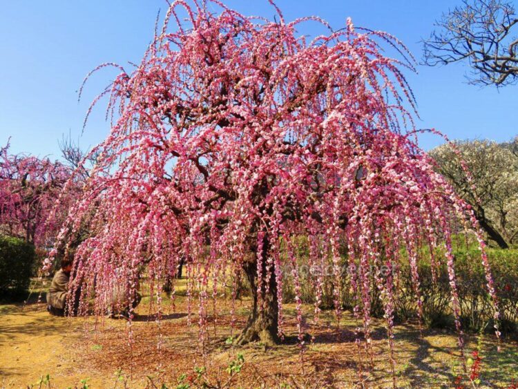 南楽園 愛媛県 宇和島市 ゆるーくスパイス生活 南楽園 愛媛県 宇和島市 ゆるーくスパイス生活