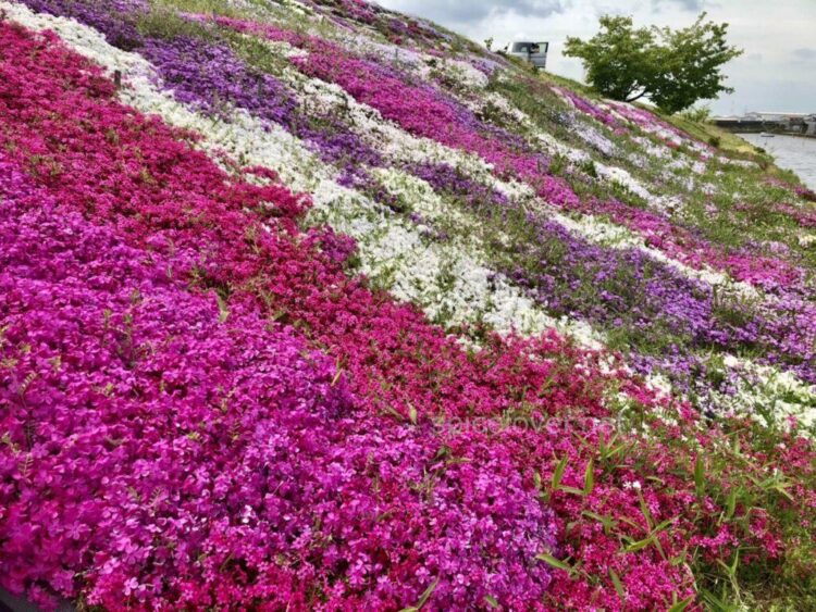 禎瑞の芝桜