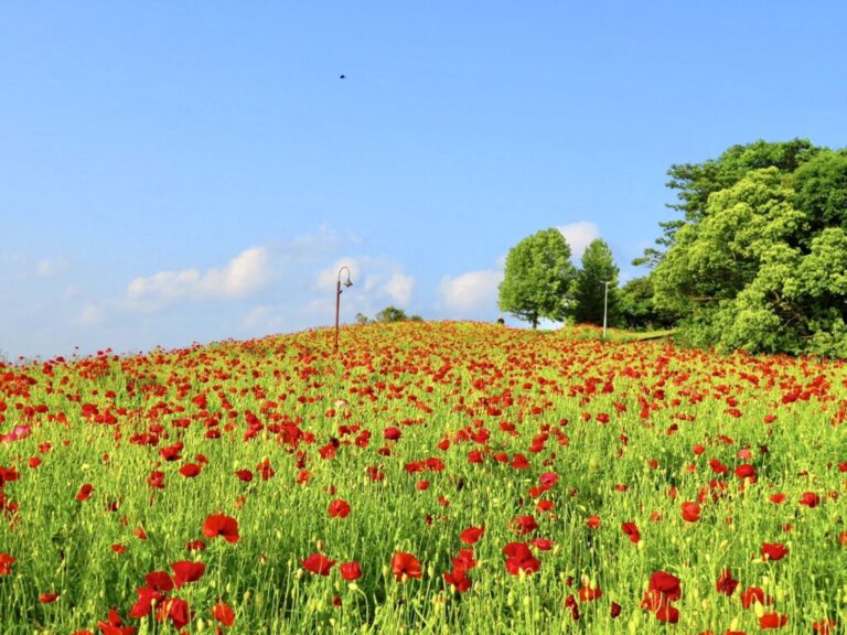 北海道 富良野 花畑 ゆるーくスパイス生活 北海道 富良野 花畑 ゆるーくスパイス生活